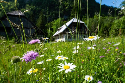 Natural landscape, Garden, Garden view, Mountain view
