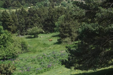 Spring, Day, Natural landscape