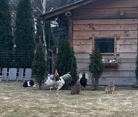 B&B Casa il sasso Bed and Breakfast in Pinzolo