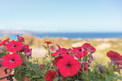 Ancóramare view Bed and Breakfast in Stintino