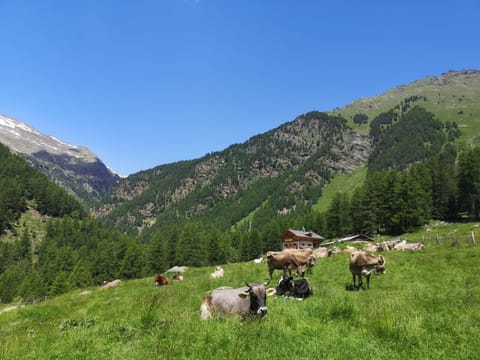 Agriturismo Malga Pontevecchio Farm Stay in Trentino-South Tyrol