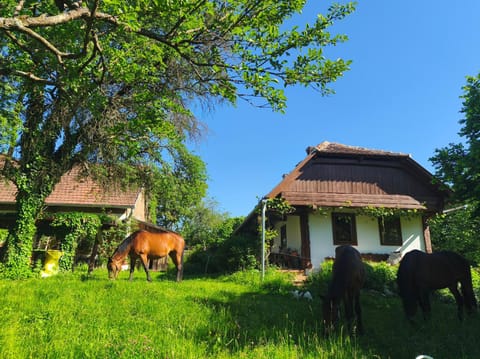 Natural landscape, Animals