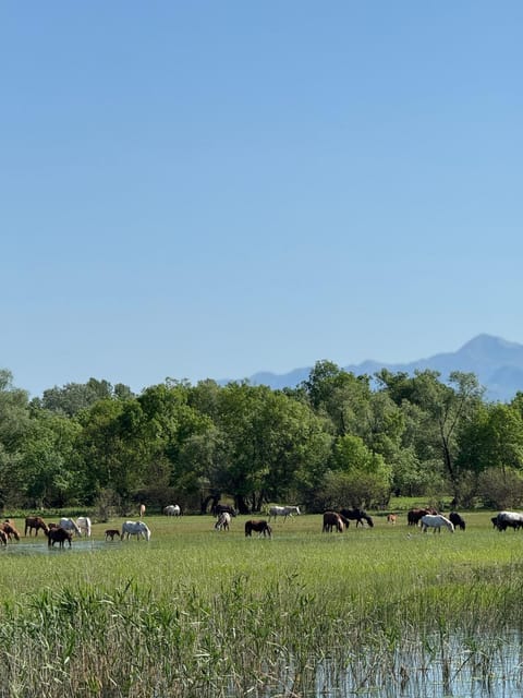 Lake Skadar Paradise Bed and Breakfast in Podgorica Municipality, Montenegro