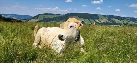 Ferienwohnung Almruhe mit Pool und Sauna & direkt am Skilift Apartment in Tyrol