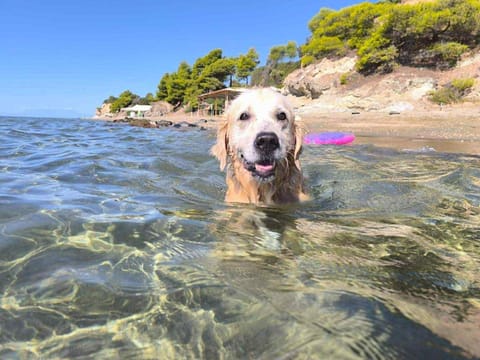 seahouse with view Apartment in Halkidiki