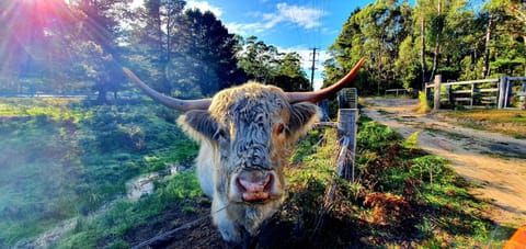 Natural landscape, Animals