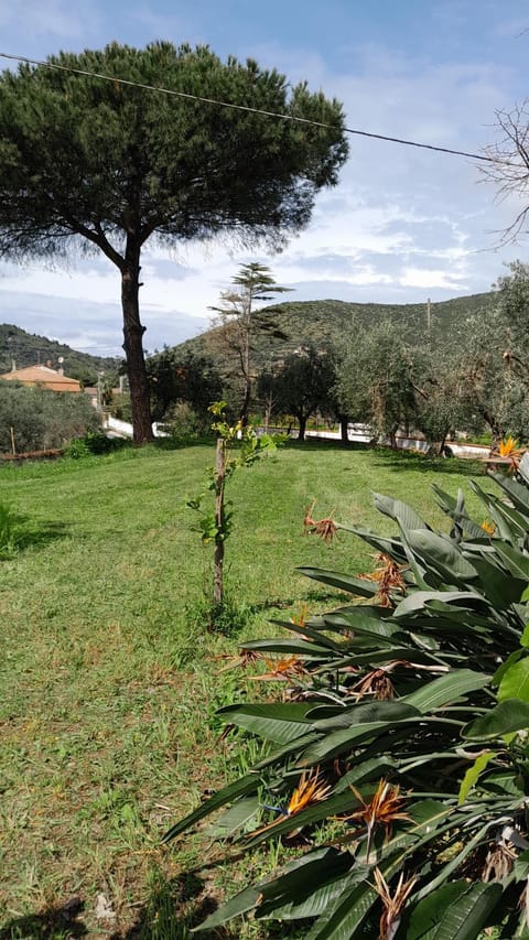 Spring, Garden