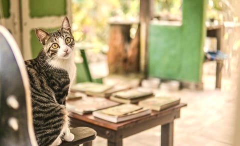 Casa Selva - Vila do Abraão - Ilha grande Bed and Breakfast in Angra dos Reis