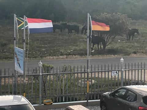 Off site, Property logo or sign, Animals, Street view