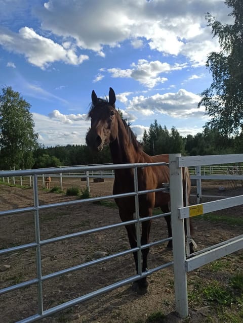 Day, Neighbourhood, Horse-riding, Animals