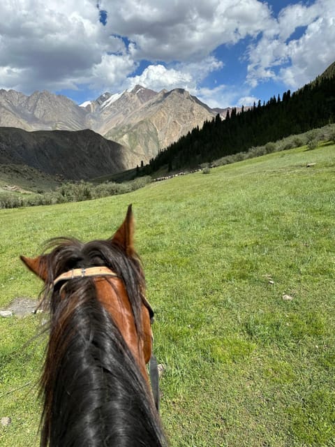 Day, Horse-riding, Animals, Mountain view