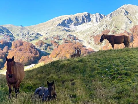 All’ombra del Miletto Apartment in Molise, Italy