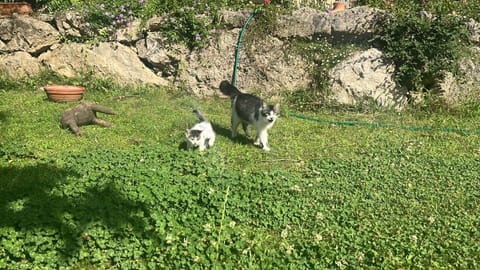 val dazur valbonne Les Jasmins Villa in Valbonne