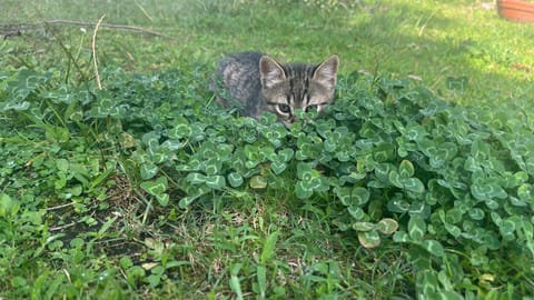 val dazur valbonne Les Jasmins Villa in Valbonne