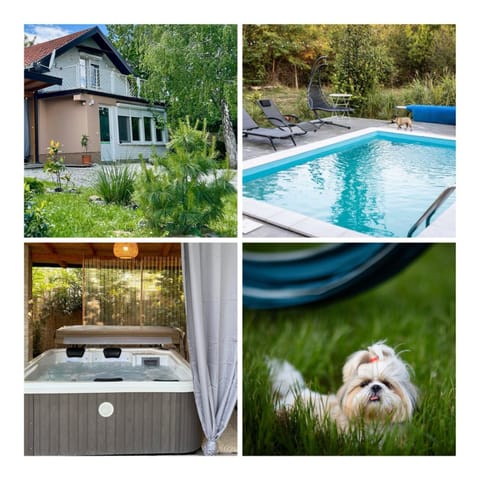 Day, Pets, Swimming pool