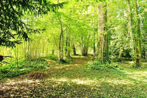 Natural landscape, Garden