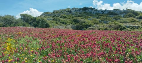 Ta' Gingel Farm Agriturisim B&B. Malta Farm Stay in Saint Paul's Bay
