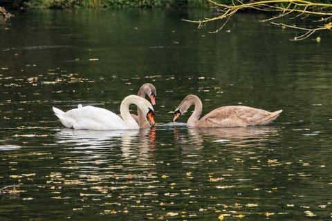 Day, Natural landscape, Animals, Lake view, River view