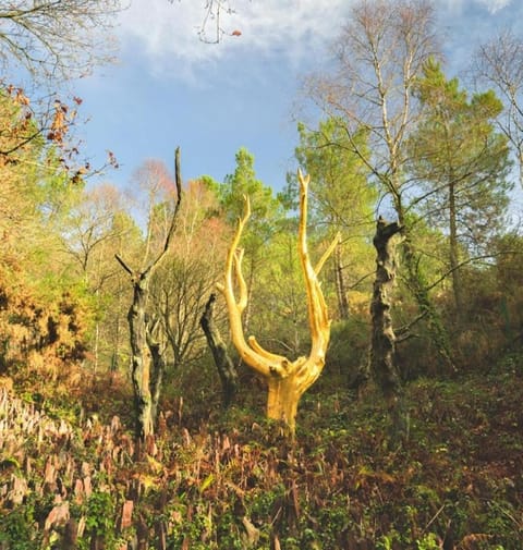 L'arbre dort studio indépendant Bed and Breakfast in Ploërmel