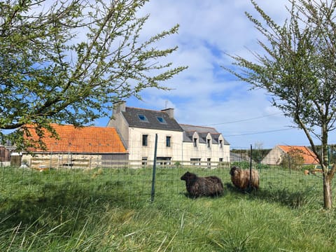 Garden, Pets, Garden view