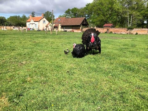Maison au milieu des bois et des animaux Chalet in Centre-Val de Loire