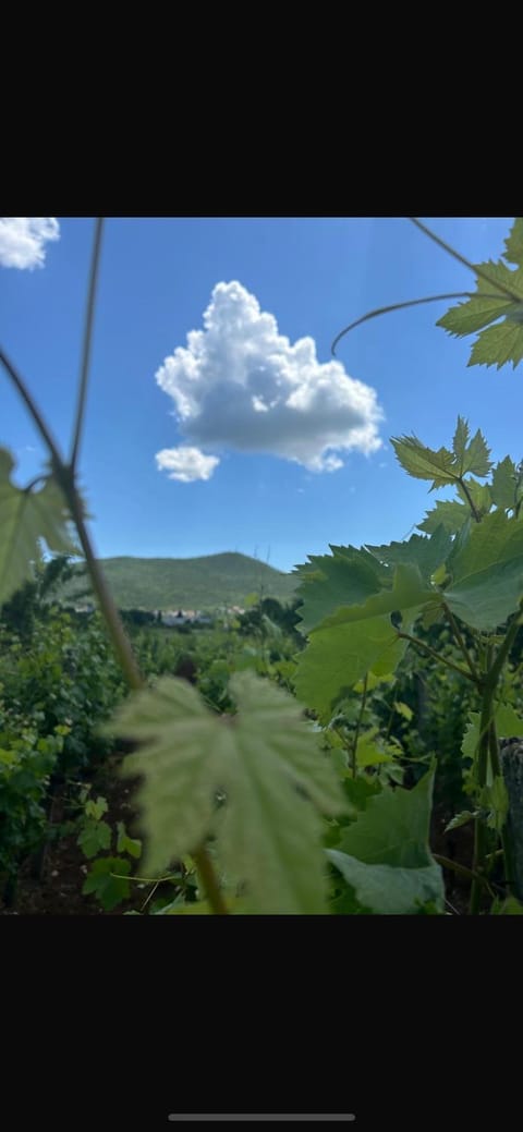 Rooms Ivan-Popić Bed and Breakfast in Federation of Bosnia and Herzegovina