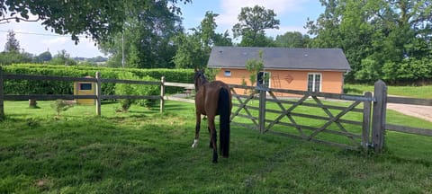 Garden, Animals