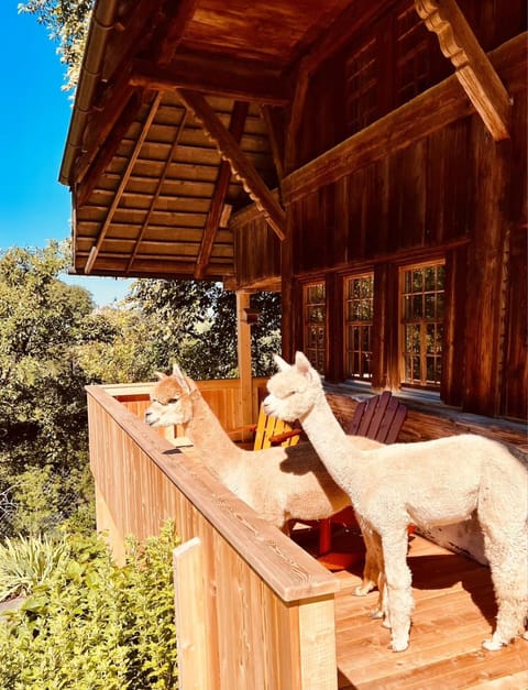 Balcony/Terrace, Animals