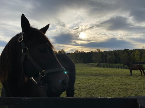 NEW 3 bedroom - Thoroughbred Farm & Lake Views! House in Saratoga Lake