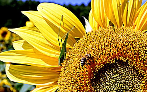 Ferienwohnung Osterfeld Apartment in Garmisch-Partenkirchen