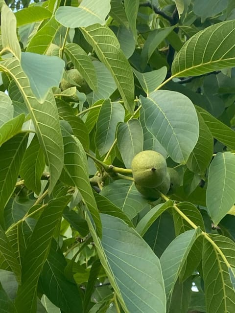 Garden, Garden