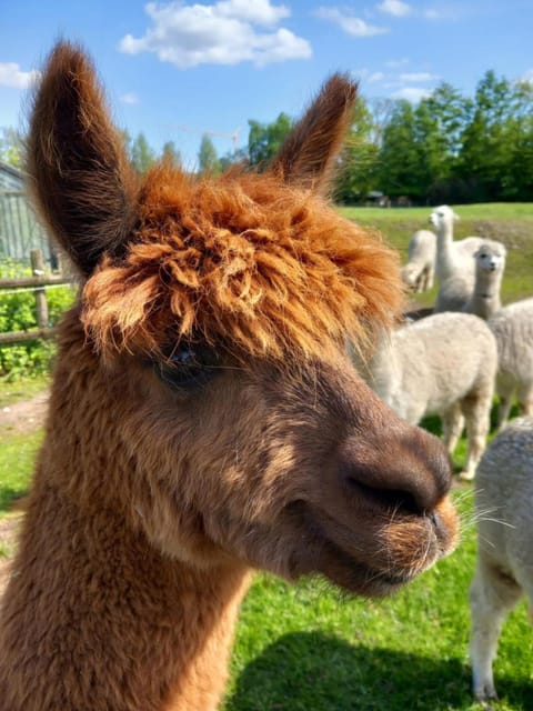 slapen bij alpacas Apartment in North Brabant (province)