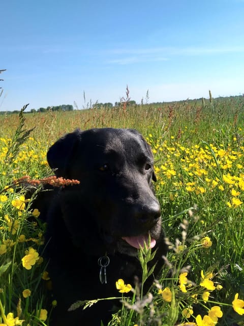 Ferienhaus Segebrecht Apartment in Zirchow