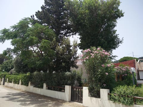 Natural landscape, Garden, Garden view, Quiet street view