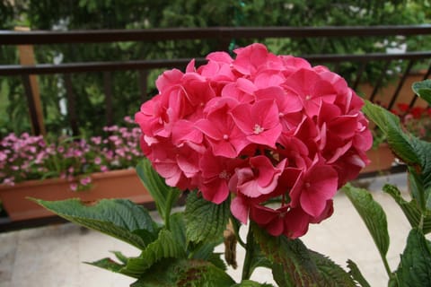 Patio, Balcony/Terrace, Decorative detail
