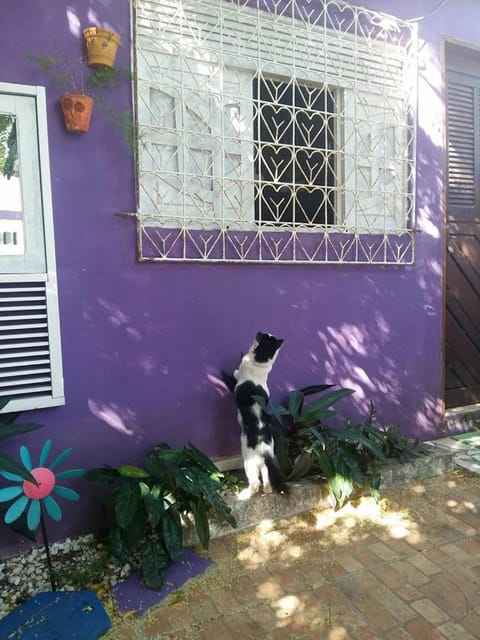 Pets