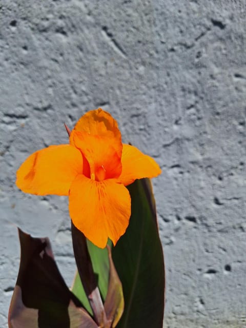 Soko apartments Apartment in Serbia