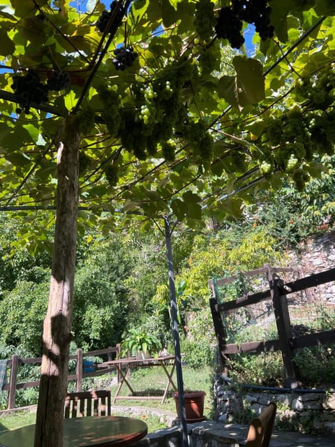 Spring, Day, Garden