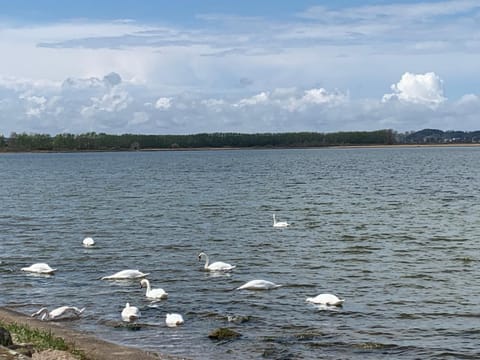 Natural landscape, Animals