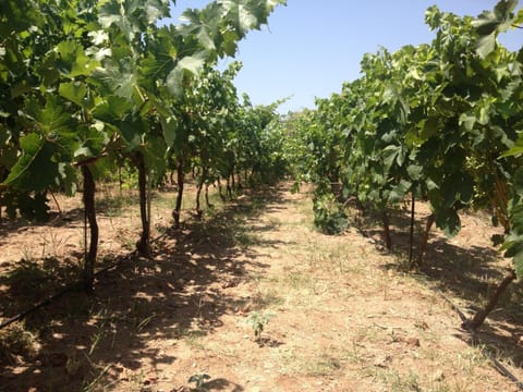 George Paradise House in İzmir Province