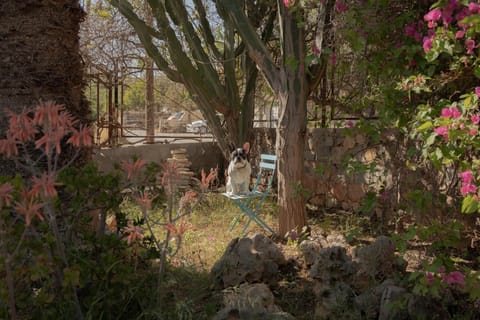 Natural landscape, Garden