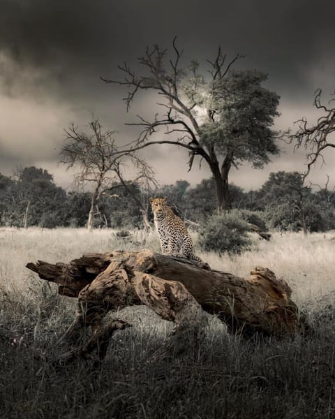 Natural landscape, Animals