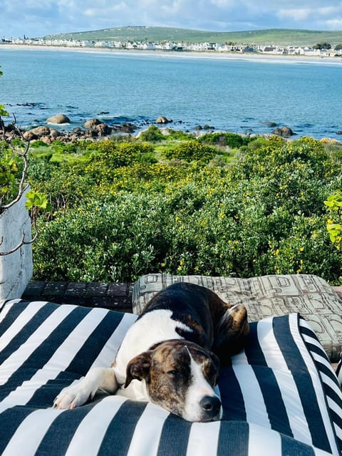 Balcony/Terrace, Beach, Pets, Sea view