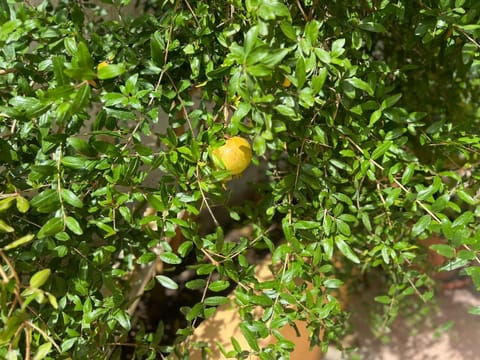 Il Riccio Bed and Breakfast in Bari