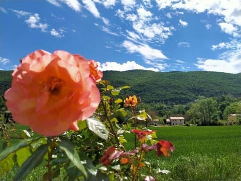 Garden, Garden view, Garden view