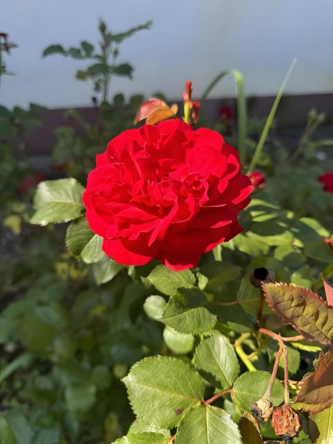 Haus Schwarzwald - Bad Krozingen Bed and Breakfast in Freiburg