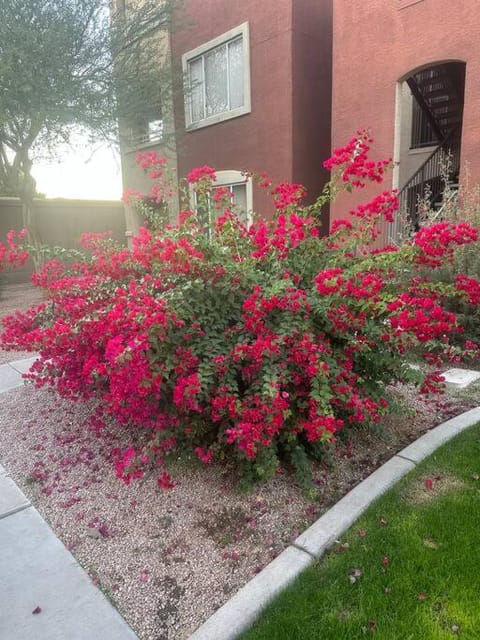 Cozy Condo in Gated Community with Pool by PHX Airport, Tempe, and Old Town Apartment in Tempe