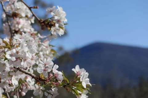 Mountains and Treetops Retreat - Nature Getaway House in Glenorchy