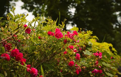 Longford Holiday Red Rose Self Catering Cottage House in Longford