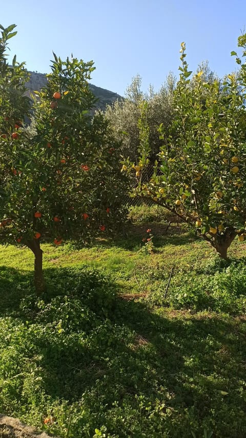 Garden, Inner courtyard view